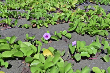 Fleur