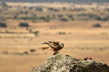 milanos en la sierra abulense