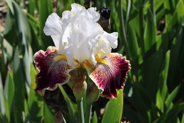 un iris blanc et marron