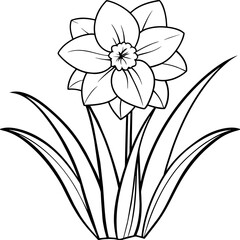 Daffodil flower outline coloring book page line art drawing vector illustration for children and adults