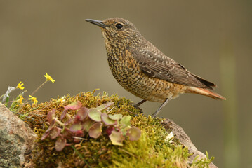 Roquero rojo en la sierra abulense en primavera