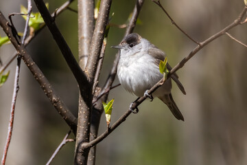 Fototapeta premium blackcap