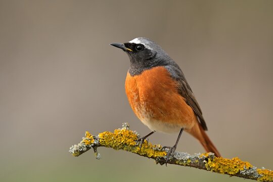 Common redstart Phoenicurus phoenicurus bird songbird wildlife nature predator cock o the north, beautiful animal mountain finch, animal, bird watching ornithology, flower bud fauna wildlife Europe - Powered by Adobe