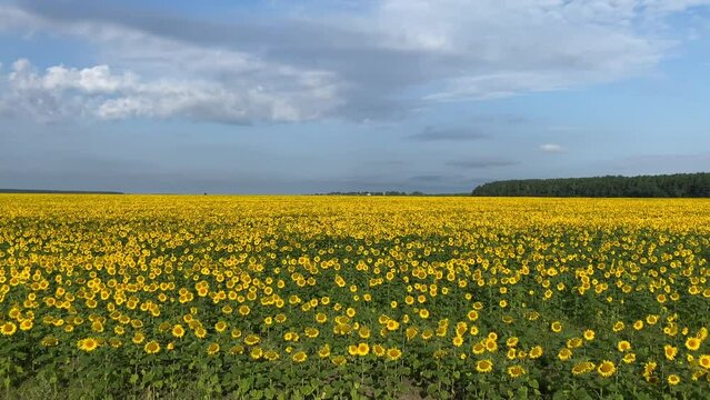 Sunflower Field 1