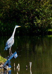 Heron on high alert-1
