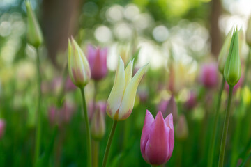 Bright spring in Gomel park. Sun, flowers, alleys in flower beds in a city park.