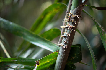 thorns on a plant