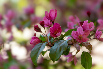 Bright spring in Gomel park. Sun, flowers, alleys in flower beds in a city park.