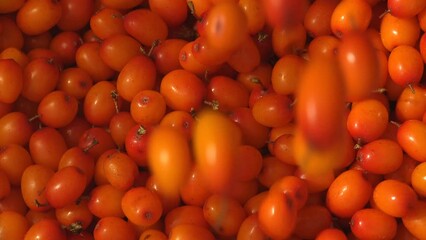 Hippophae, sea buckthorn, family Elaeagnaceae. Sandthorn, sallow thorn, or seaberry orange-yellow berries