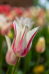 Obraz premium Bright spring in Gomel park. Sun, flowers, alleys in flower beds in a city park.