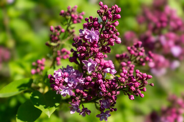 Obraz premium Bright spring in Gomel park. Sun, flowers, alleys in flower beds in a city park.