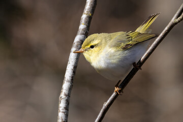 Wood Warbler