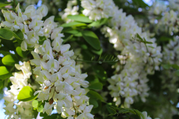 spring flowers, white acacia flowers on a tree, spring flowering trees