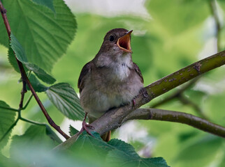 The nightingale sits on a branch.