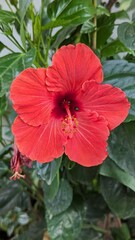 portrait of Hibiscus, or less widely known as rose mallow. Other names include hardy hibiscus, rose of Sharon, and tropical hibiscus. autumn, summer, topical flower, Hawaii.
