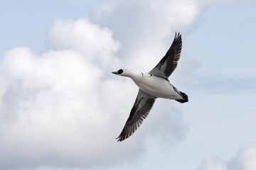 Fototapeta premium Smew