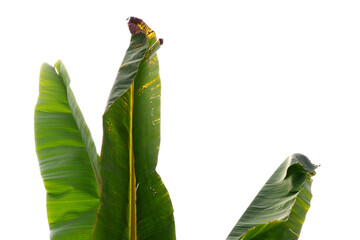 Green leaves of banana tree with sky background during daytime. Banana leaves texture with copy space. Concepts of tropical plants, nature, plantation, and agriculture. Banana leaf in summer. - Powered by Adobe