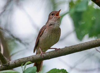 The nightingale sits on a branch.