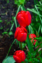 Group of Red Tulips in a Garden