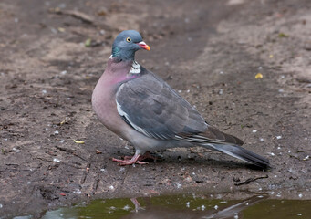 The wood pigeon wants to drink water.