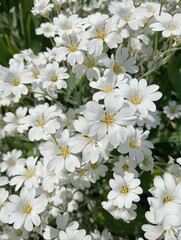 White flowers Jaskolka felt, snow carpet, perennials - small flowers, growing carpet, for flowerbeds and alpine slides. 