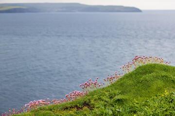 Sea thrift flowers on a cliff edge in Devon, with a shallow depth of field
