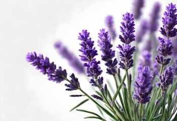 Obraz premium Lavender flowers isolated on white background.
