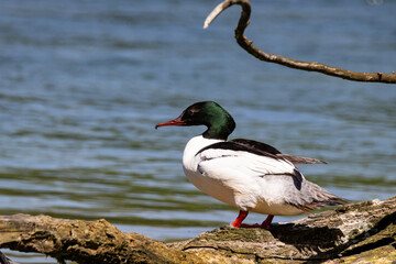 Gänsesäger Männchen am Fluss auf Baumstamm - Mergus merganser male