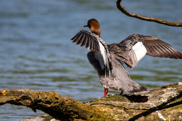 Gänsesäger Weibchen am Fluss auf Baumstamm Flügel ausgebreitet - Mergus merganser female