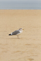 Seagull on the beach. Yellow sand. Vertical image. Nature.