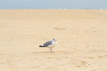 Seagull standing on the beach with yellow sand and blue water, looking to the camera. Nature. Copy space