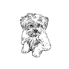 sketch of a dog with a transparent background