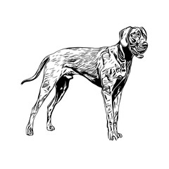 sketch of a dog with a transparent background