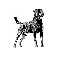 sketch of a dog with a transparent background