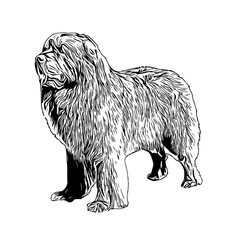 sketch of a dog with a transparent background