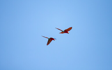 Duo coloré