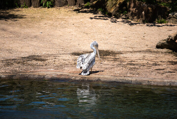 Obraz premium Plage et plumes