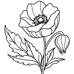 Poppy flower outline coloring book page line art drawing vector illustration for children and adults