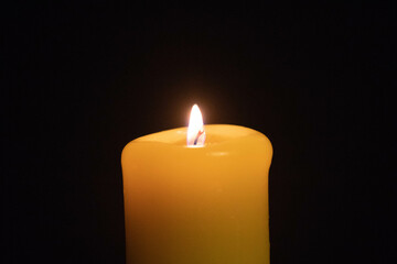 Typical water turtle from Brazil and the tropical forest