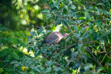 Wild dove known as 