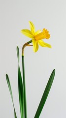 daffodil on white background.