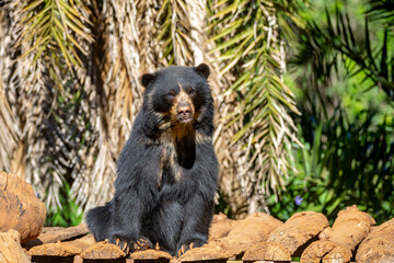 Spectacled bear native to South America in close-up and selective focus. (Tremarctos ornatus)