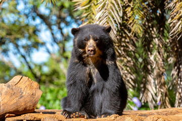 Spectacled bear native to South America in close-up and selective focus. (Tremarctos ornatus)
