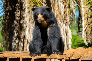 Spectacled bear native to South America in close-up and selective focus. (Tremarctos ornatus)