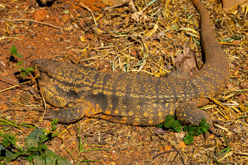 Large lizard known as tegu (Salvator merianae or Tupinambis merianae)