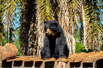 Spectacled bear native to South America in close-up and selective focus. (Tremarctos ornatus)