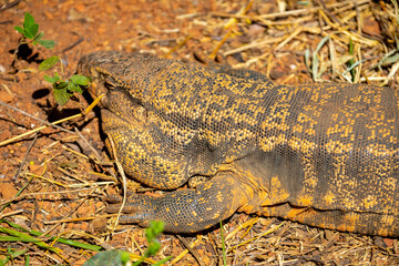 Large lizard known as tegu (Salvator merianae or Tupinambis merianae)