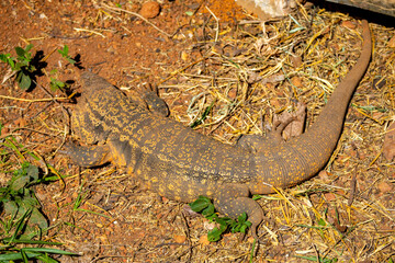 Large lizard known as tegu (Salvator merianae or Tupinambis merianae)