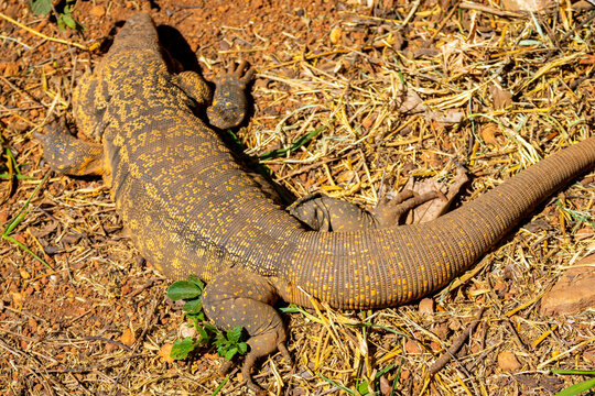 Large lizard known as tegu (Salvator merianae or Tupinambis merianae)