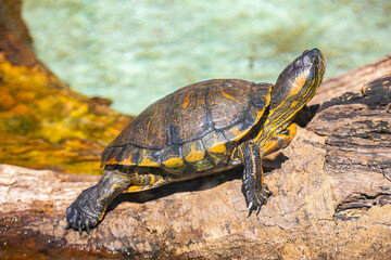 Typical water turtle from Brazil and the tropical forest